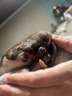 Rainbow Australian Shepherds