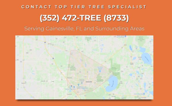 Top Tier Tree Specialist