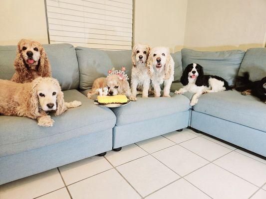 Titamaria Pet and House Sitting