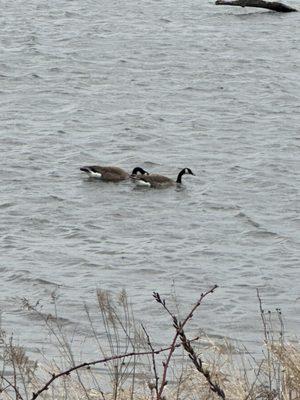 McKinley Woods of Moose Island