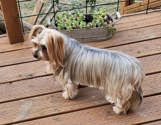 Ruger loves his new groomer ! Jani was great and he's never smelled better ! Thank you Jani