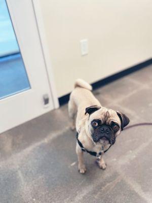 Got his rabies vax and another vax. 1 more to go and he's good for the year. they dont offer renewal rabies tags? Is that norm?