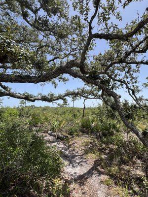 Malabar Scrub Sanctuary Mountain Bike Trails