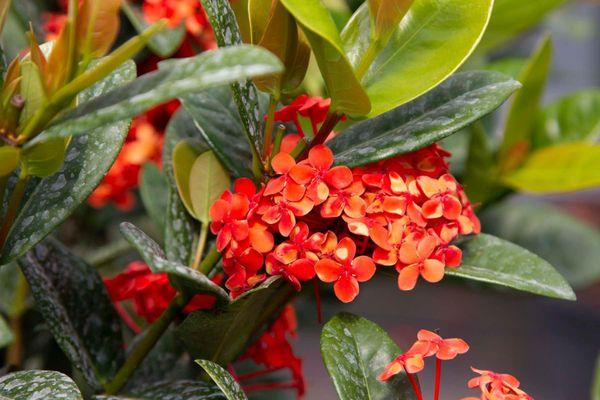 Planthaven Farms-Oakville