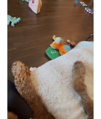 Akanise Pet Grooming and Supplies