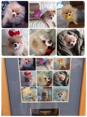 Top and bottom comparison. Ugly yellow and blue tint on Teddy's urn.