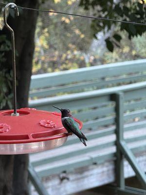 Tucker Wildlife Sanctuary