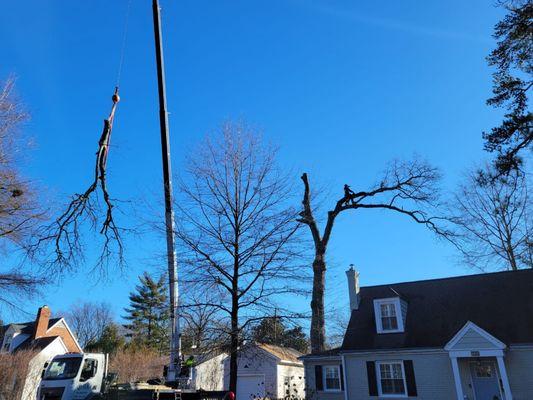 Testerman Tree Service