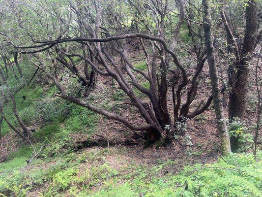 Tiburon Uplands Natural Preserve