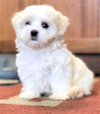 Mochi came in for her first puppy checkup with Dr Burks this afternoon!  She is the cutest and most adorable little pup ever!