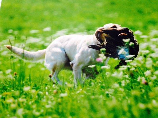 Stella returning the bird at a hunt test.