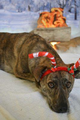 Mama Dog's In-Home Pet Sitting