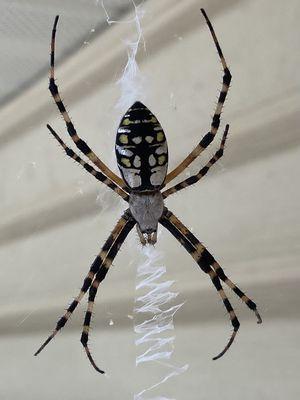 Vision Pest Services