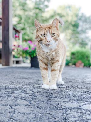 Tiffs Pet Sitting & Dog Walking