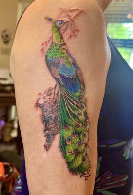 Beautiful peacock with cherry blossoms