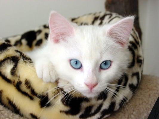 Capital Critter Sitters