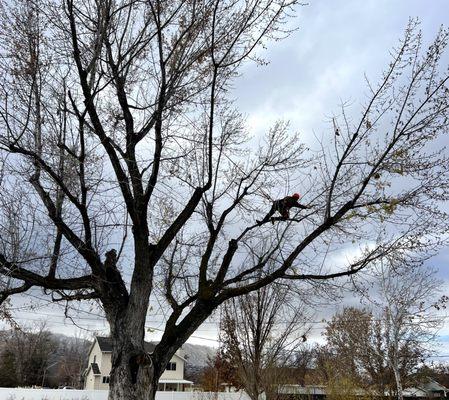 Utah Roots Tree Care