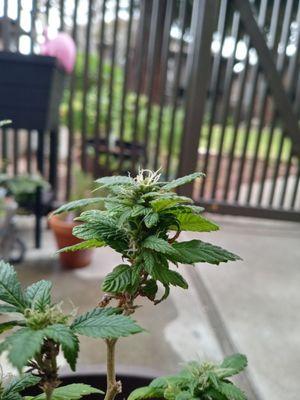 Carla taking a break in the morning calm after being brought back outside.