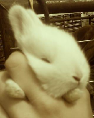 Jc Stockyards Livestock Auction