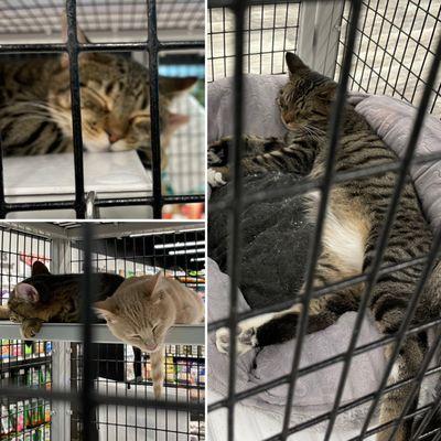 Kitties for adoption!