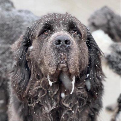 Canterbury Tails Pet Care Center