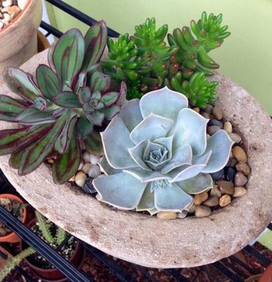 succulent arrangement