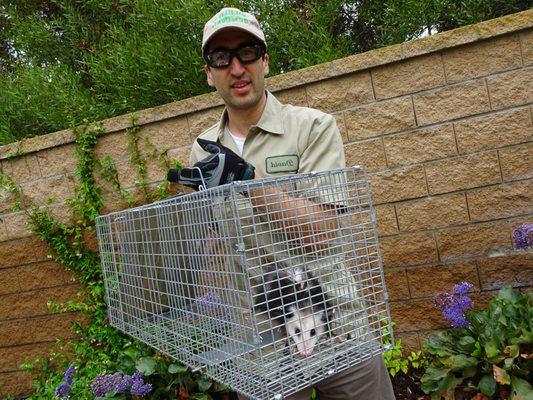 Lubbock Animal Exterminator