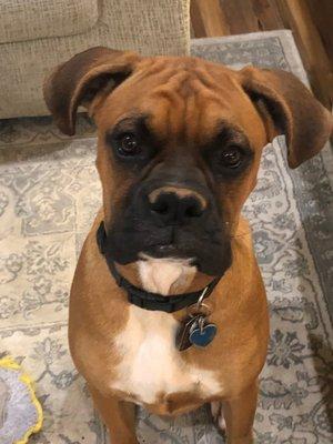 lucky dog boutique and spa