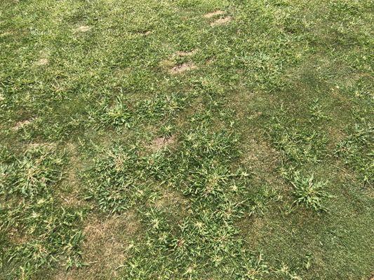 Crappy tee box full of crab grass