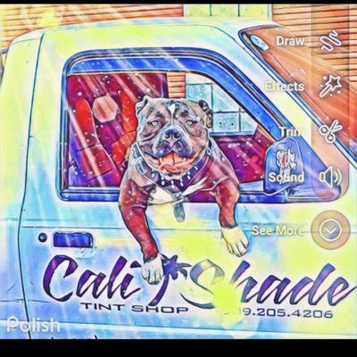 Cali Shades