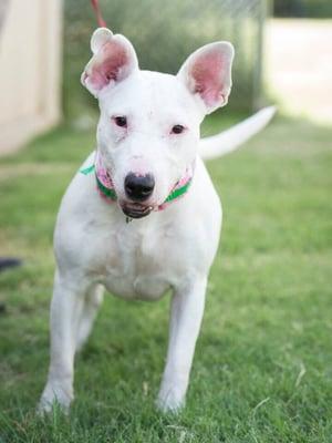 Maybell's Rescue & Bull Terrier Friends