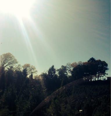 Frosty's Christmas Tree Farm