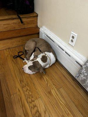 My dog Apollo in a down position and stay. He has not moved during the kids running around distracting him.