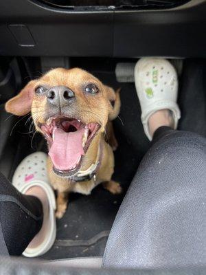 Sunny's Dog Boarding & Daycare