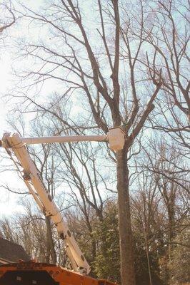 Crickets Tree Service