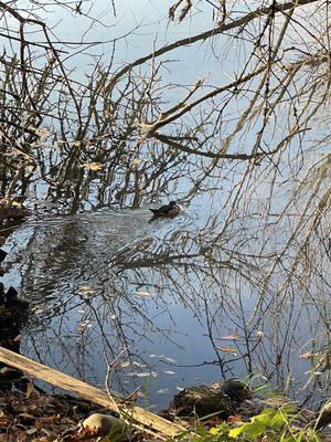 Oaks Bottom Wildlife Refuge