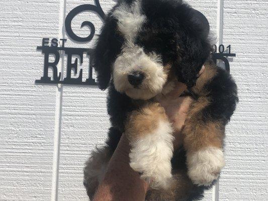 Renowned Bernedoodles