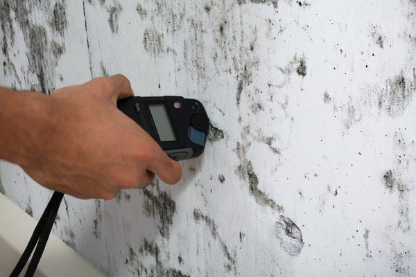 Black Mold Testing, Black Mold Clean Up, and Black Mold Remediation