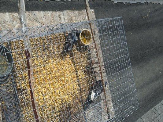 Pro Bird Control Indianapolis