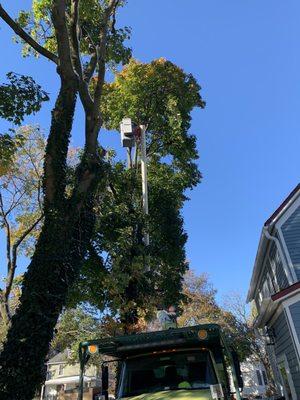 The Tree Guys of Illinois