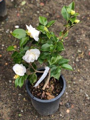 Western Star Nurseries