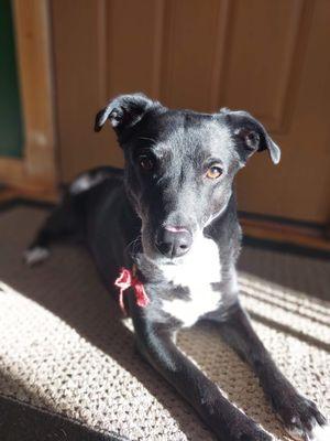 Pet Services By Melissa and Kaya