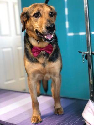 Medium/long coat on medium/large dog