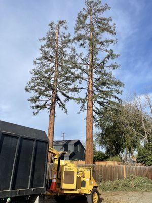 Zambrano Tree Service