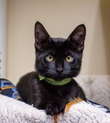 Cornerstone Veterinary Hospital of Clifton Park