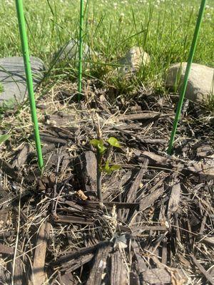 Greco’s Landscaping And Brick Paving