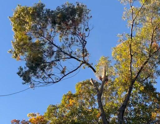 FN Tree & Landscape Services