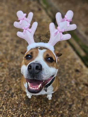 Petport Boarding Kennel