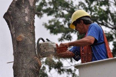 Rochester MN Tree Service