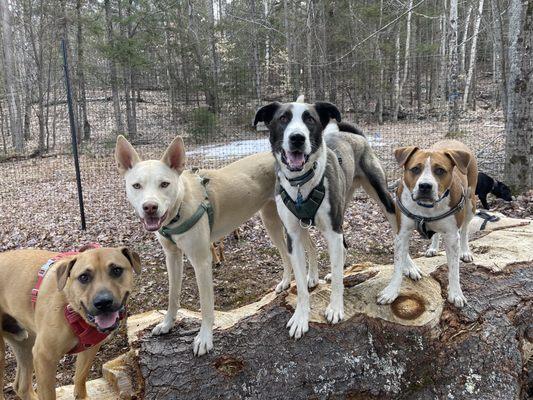 Green Mountain Dog Camp